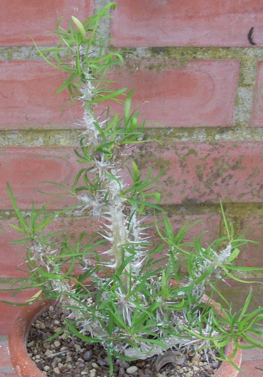 Euphorbia zompitsii 
