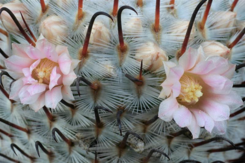 Mammillaria perezdelarosae 