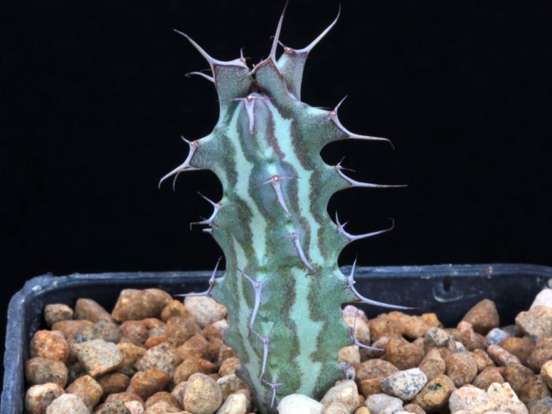 Euphorbia triaculeata 