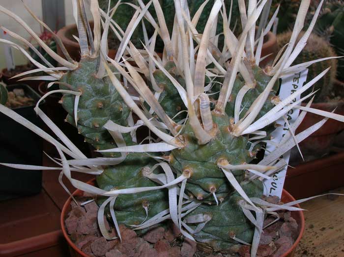 Tephrocactus articulatus 