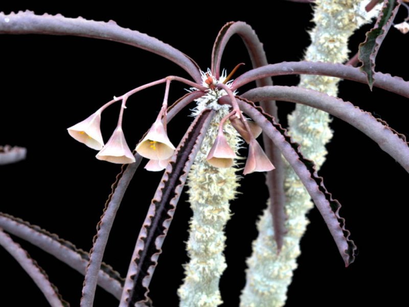 Euphorbia waringiae 