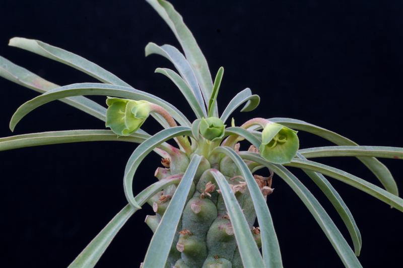 Euphorbia pubiglans 