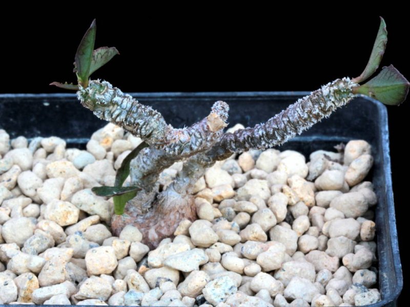 Euphorbia ambovombensis 