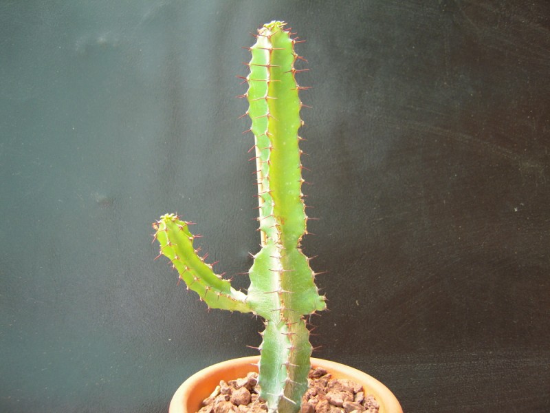 Euphorbia keithii 