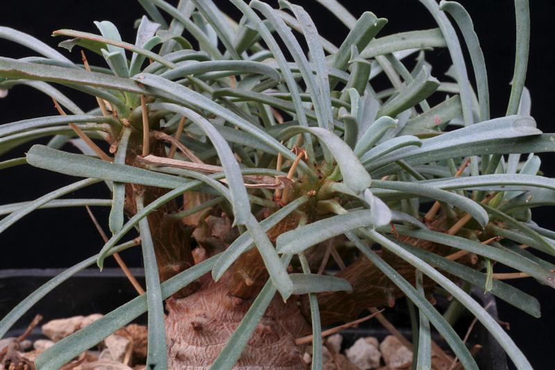 Euphorbia multifolia 