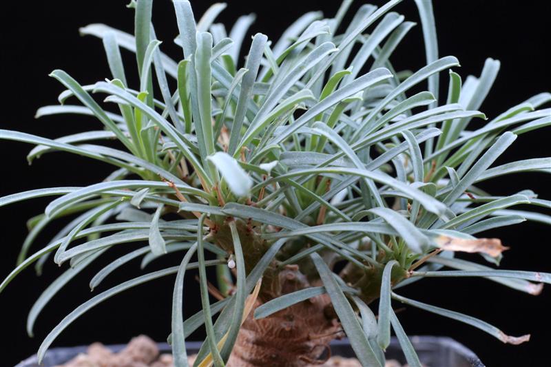 Euphorbia multifolia 
