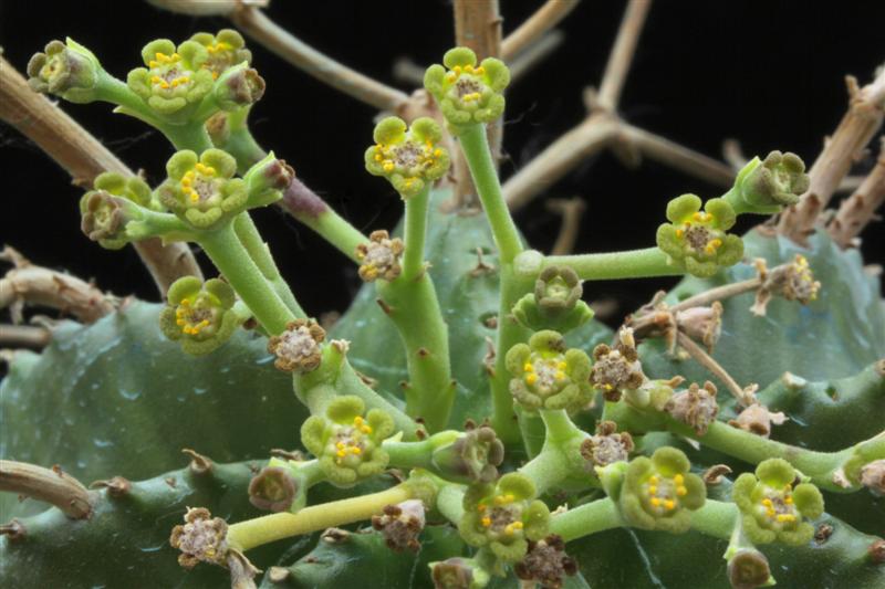 Euphorbia meloformis ssp. valida 