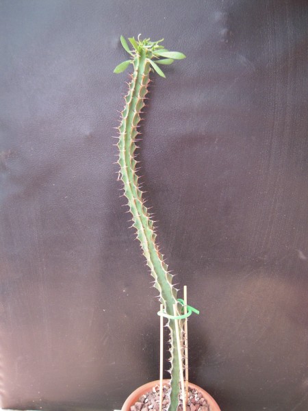 Euphorbia heterochroma 