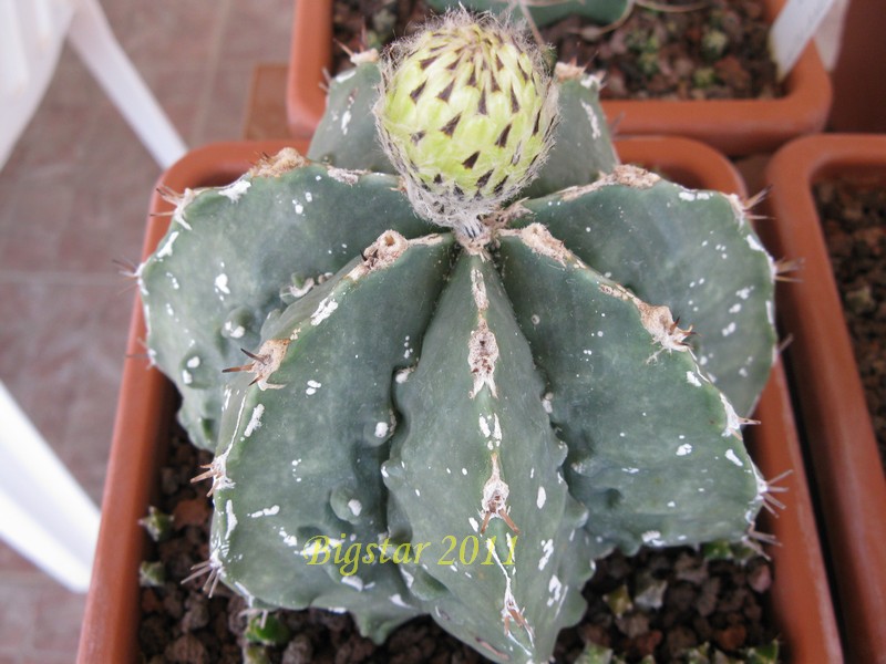 Astrophytum ornatum cv. hannya fukuryu 