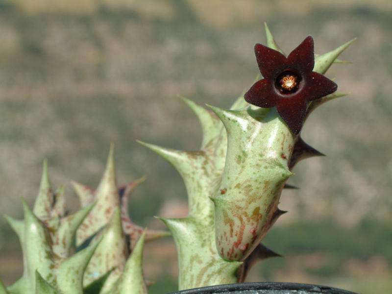 Orbea decaisneana 