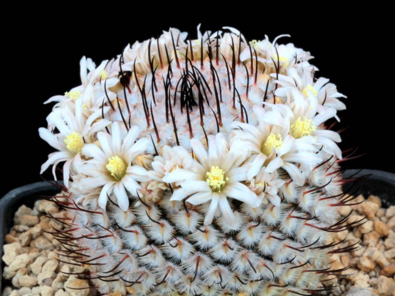 Mammillaria perezdelarosae ssp. andersoniana 
