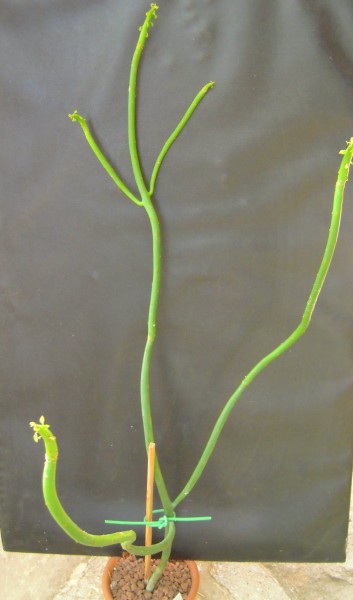 Euphorbia alluaudii 
