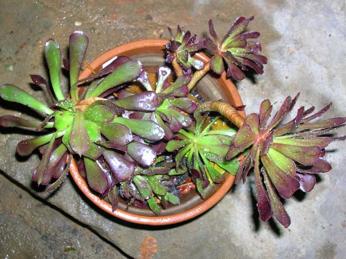 Aeonium arboreum v. atropurpureum 