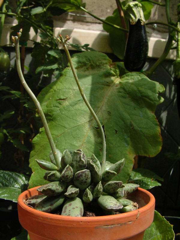 Adromischus cooperi 