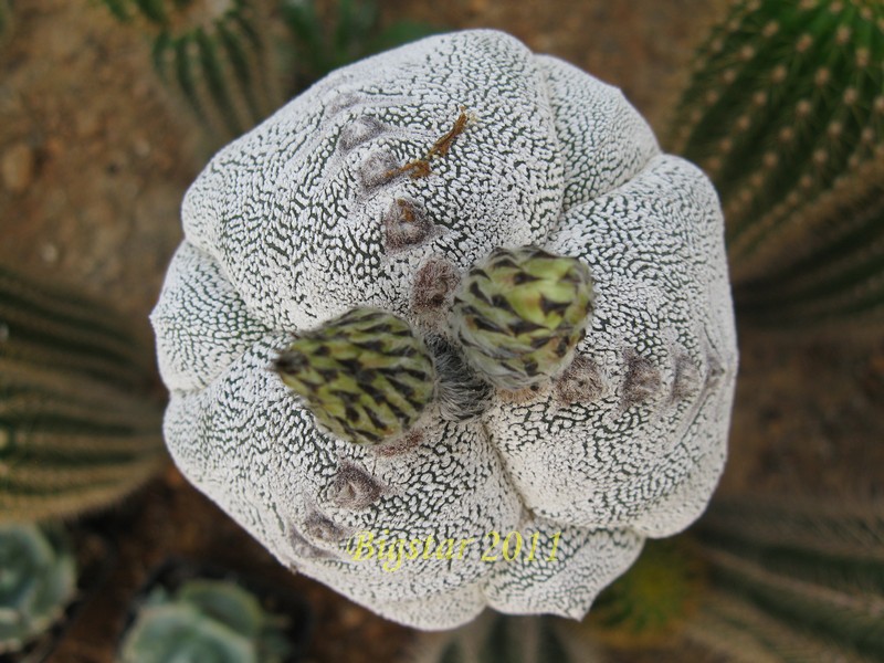 Astrophytum myriostigma f. tricostatum cv. onzuka fukuryu 
