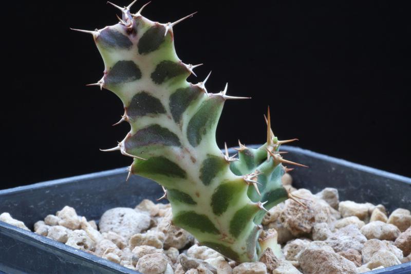 Euphorbia persistens 