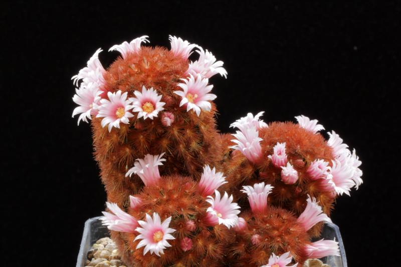 Mammillaria carmenae cv. rubra 