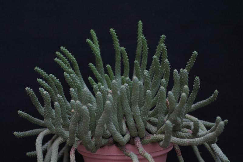 Euphorbia inermis 