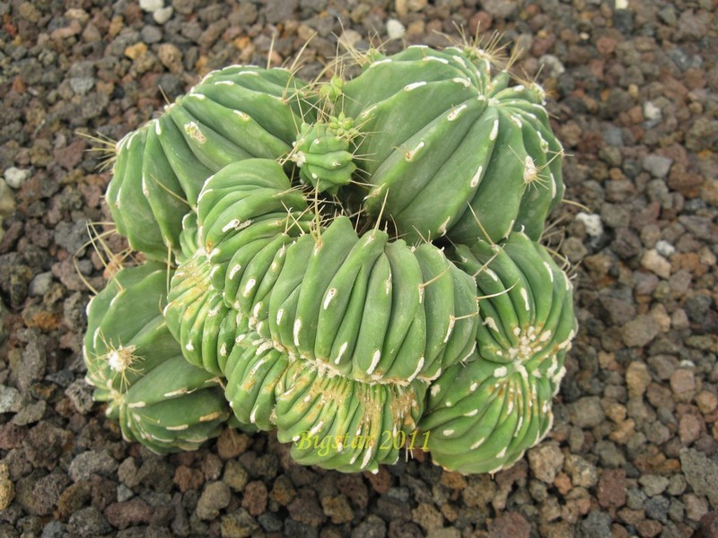 ferocactus glaucescens v. inermis f. cristatus