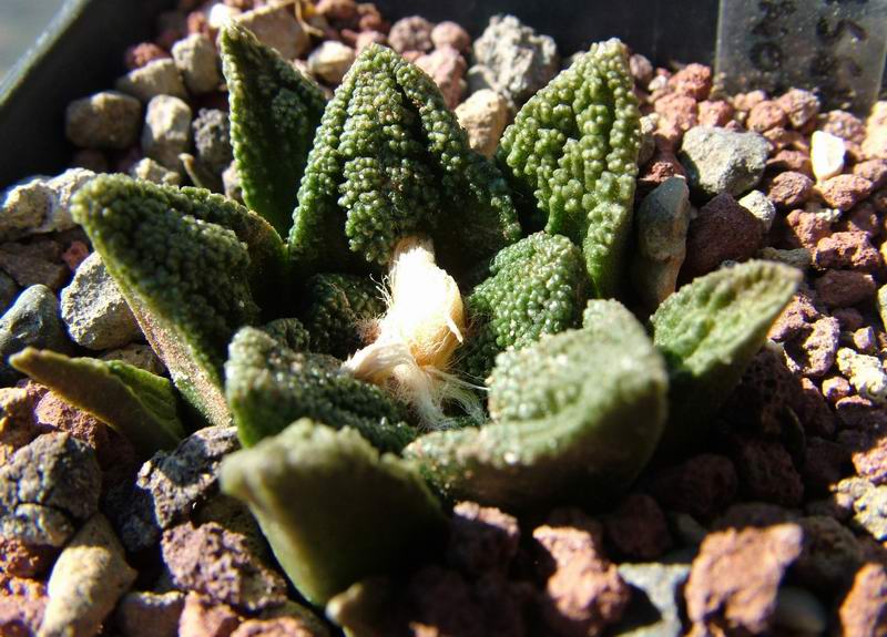 Ariocarpus fissuratus v. hintonii 