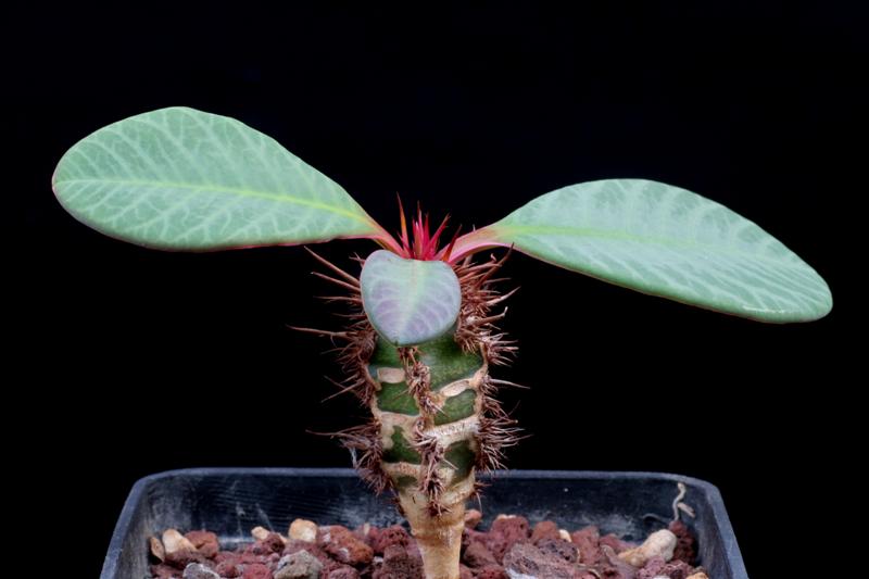 Euphorbia neohumberti 