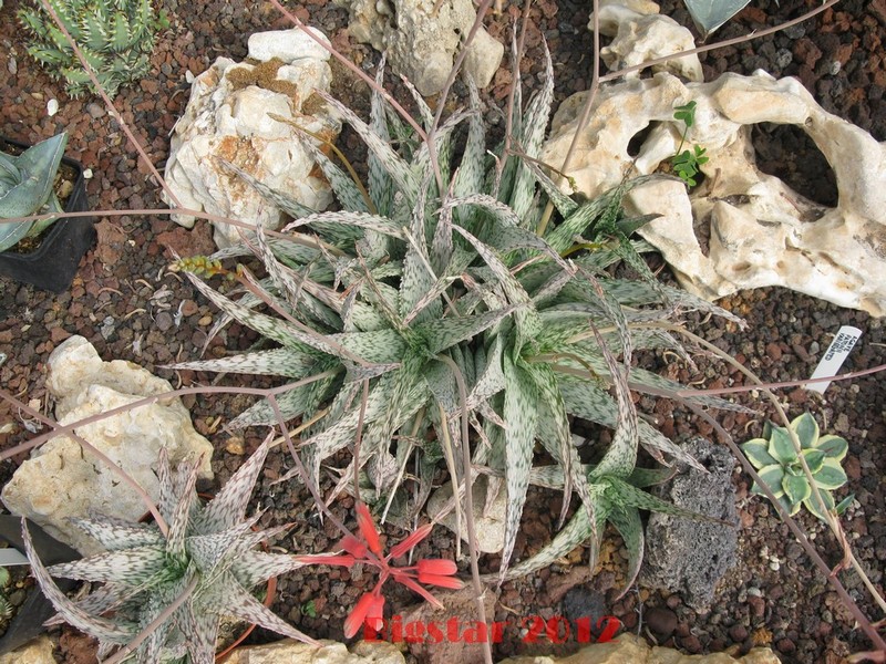 Aloe rauhii cv. lizard-lips 