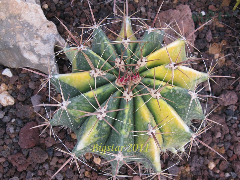 Ferocactus pottsii 