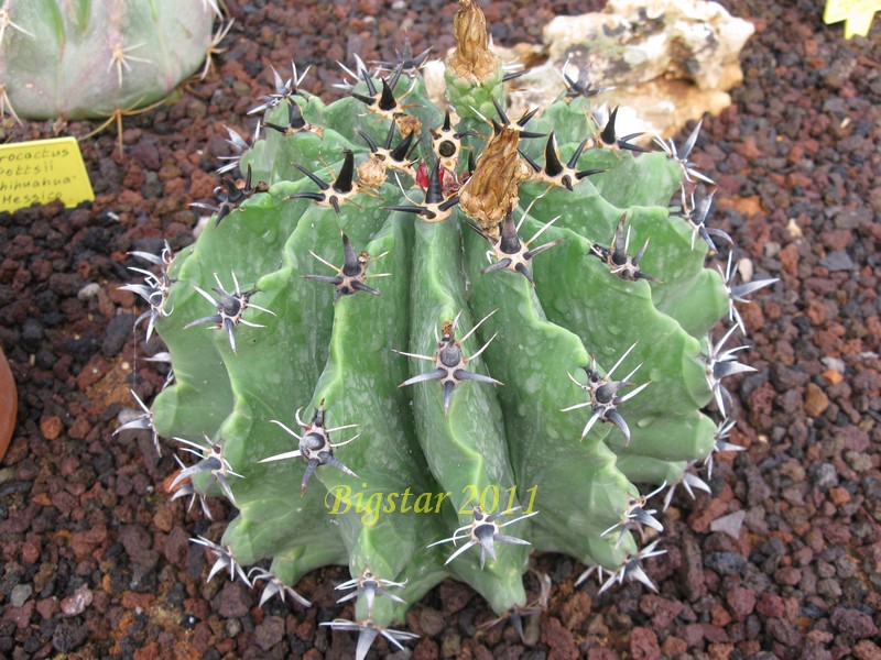 Ferocactus herrerae f. brevispinus 