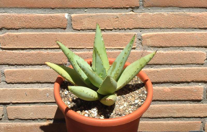 Aloe brevifolia 