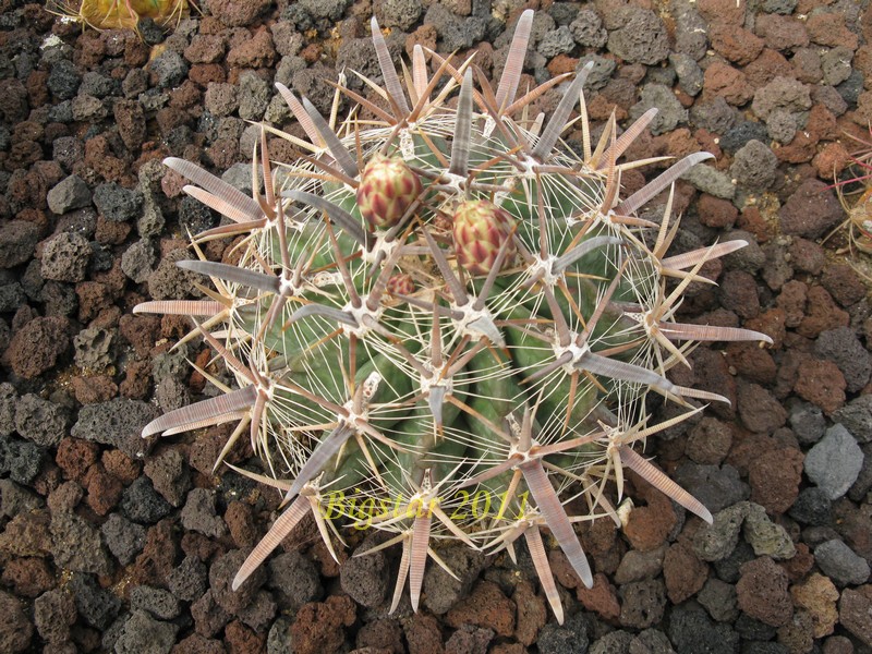 Ferocactus peninsulae ssp. santa-maria 