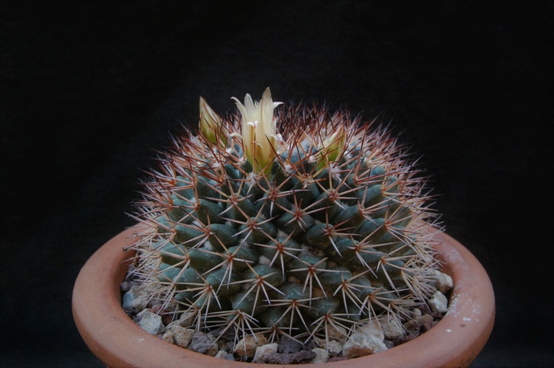 Mammillaria aff. bocensis ROG 231