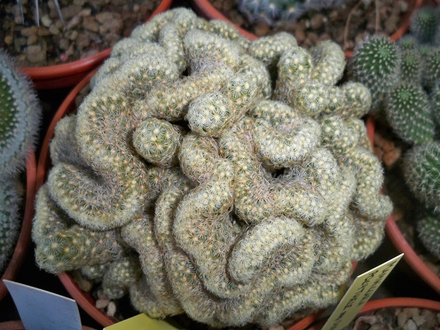 Mammillaria elongata 