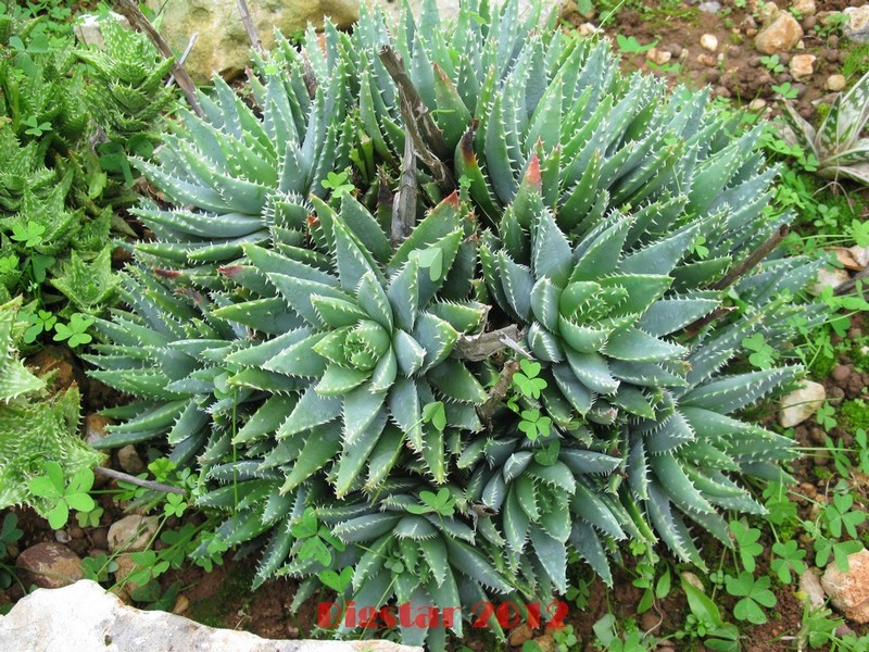 Aloe brevifolia 