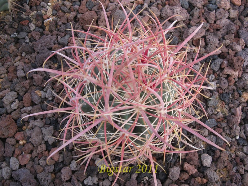 Ferocactus acanthodes v. tortulispinus 