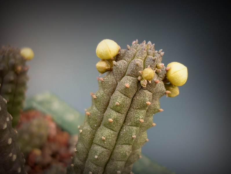 Echidnopsis cereiformis 