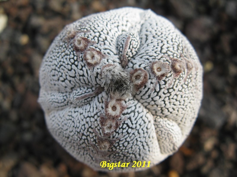 Astrophytum myriostigma f. tricostatum cv. onzuka fukuryu 