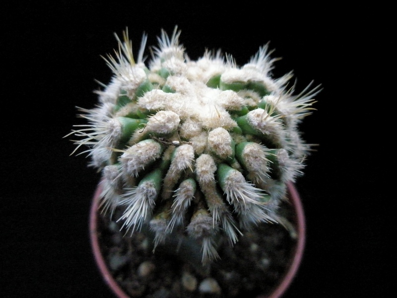 Echinofossulocactus vaupelianus f. monstruosus 