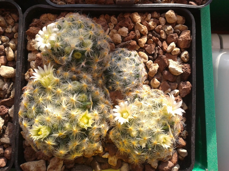 Mammillaria schiedeana 