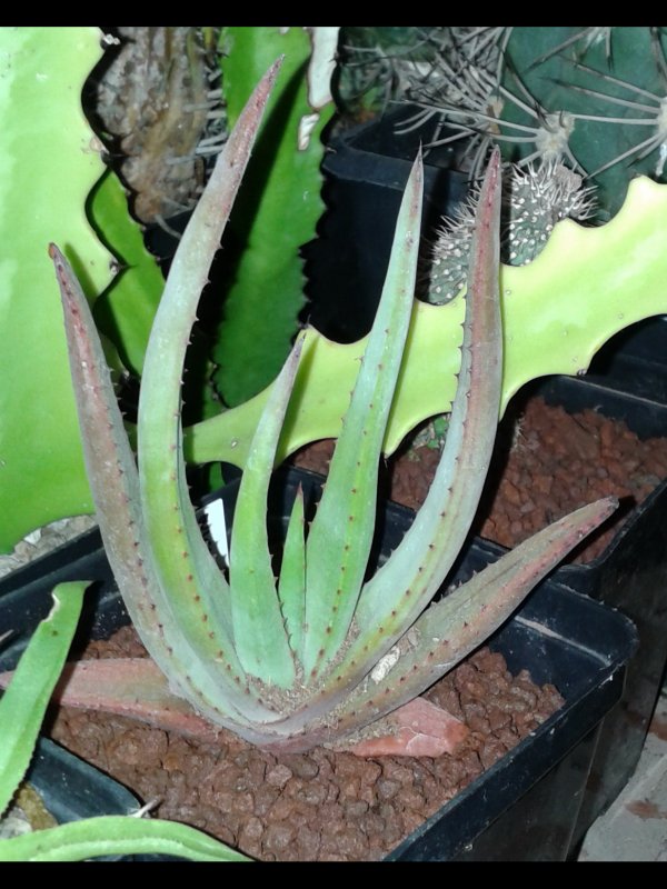 Aloe wickensii 