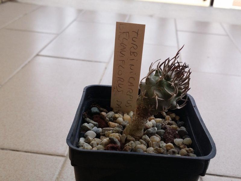 Cactofili forum di cactus e succulente :: leggi argomento ... Vaso per cactus grande