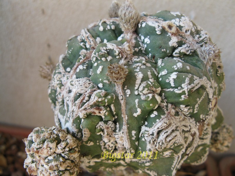 Astrophytum myriostigma cv. hannya fukuryu 