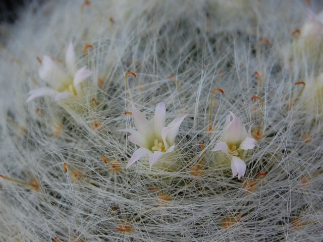 Mammillaria glassii v. siberiensis 