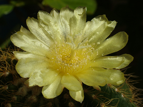 Notocactus warasii 