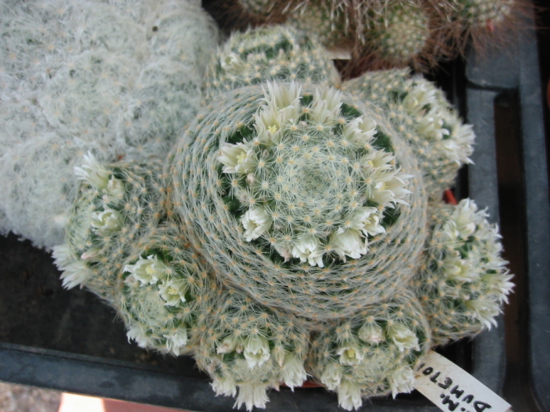 Mammillaria dumetorum 