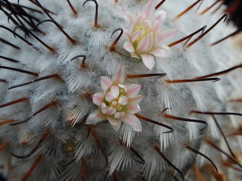 Mammillaria perezdelarosae 