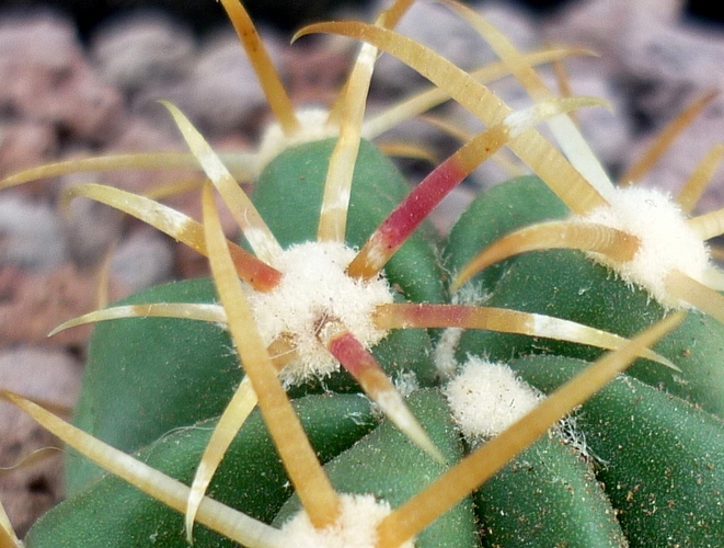 Ferocactus recurvus 
