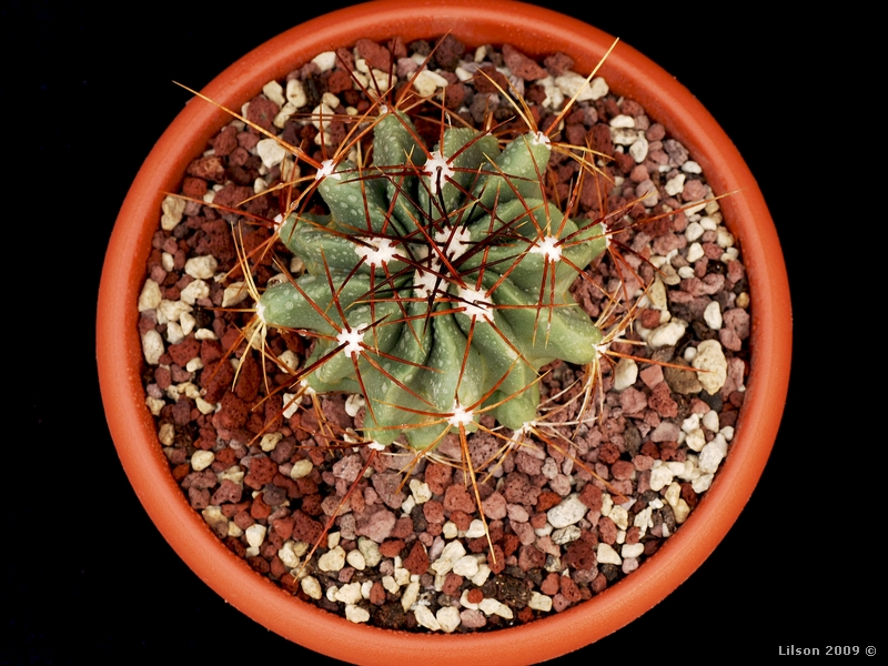 Ferocactus echidne 