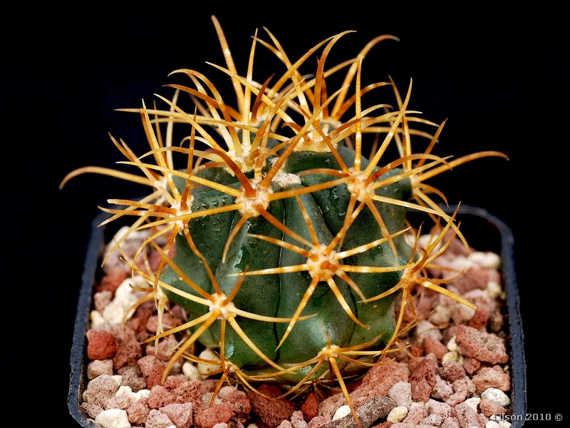 Ferocactus johnstonianus 