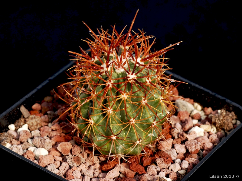 Ferocactus lindsayi 