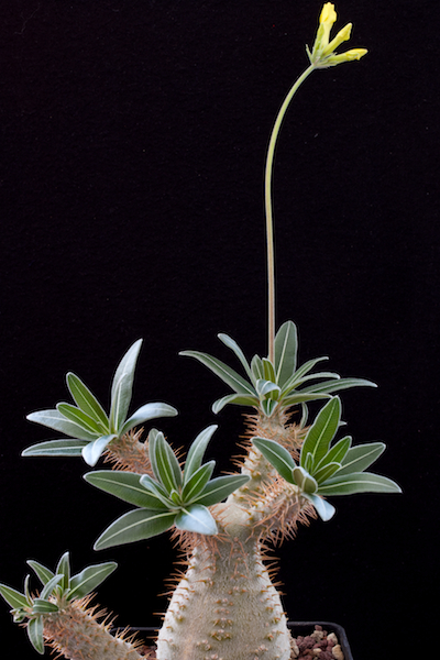 Pachypodium rosulatum v. gracilius 